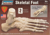 Skeletal Foot